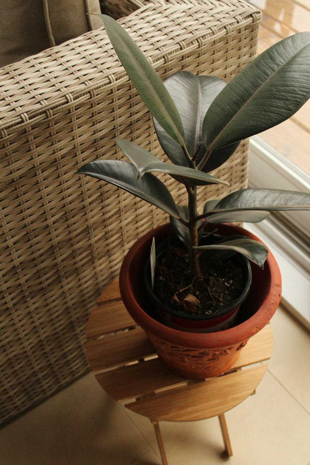 Planta verde en maceta de barro marrón