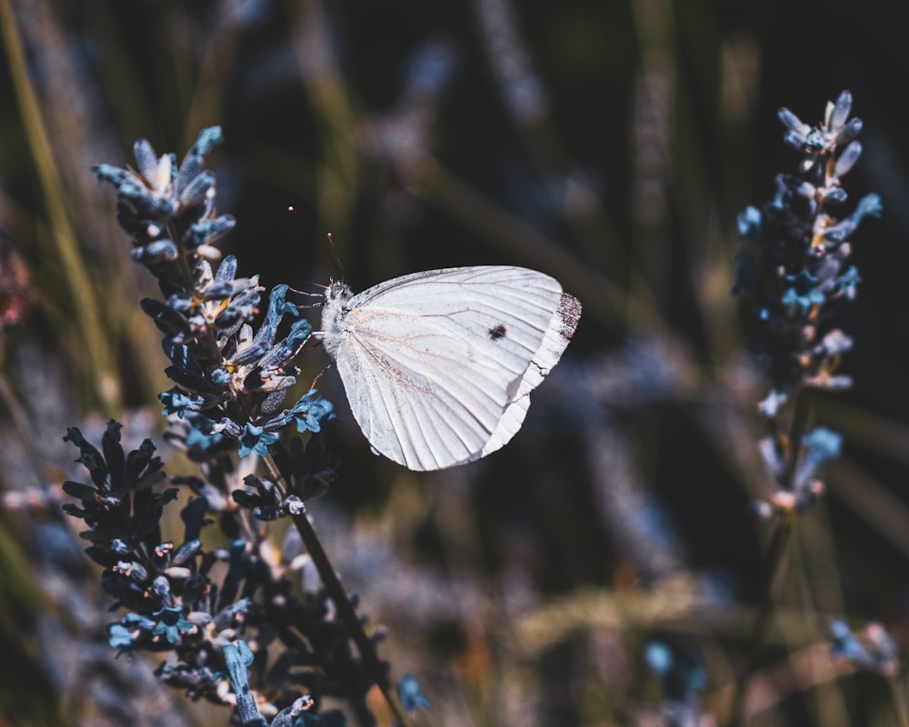 white butterfly perched on blue flower in close up photography during daytime