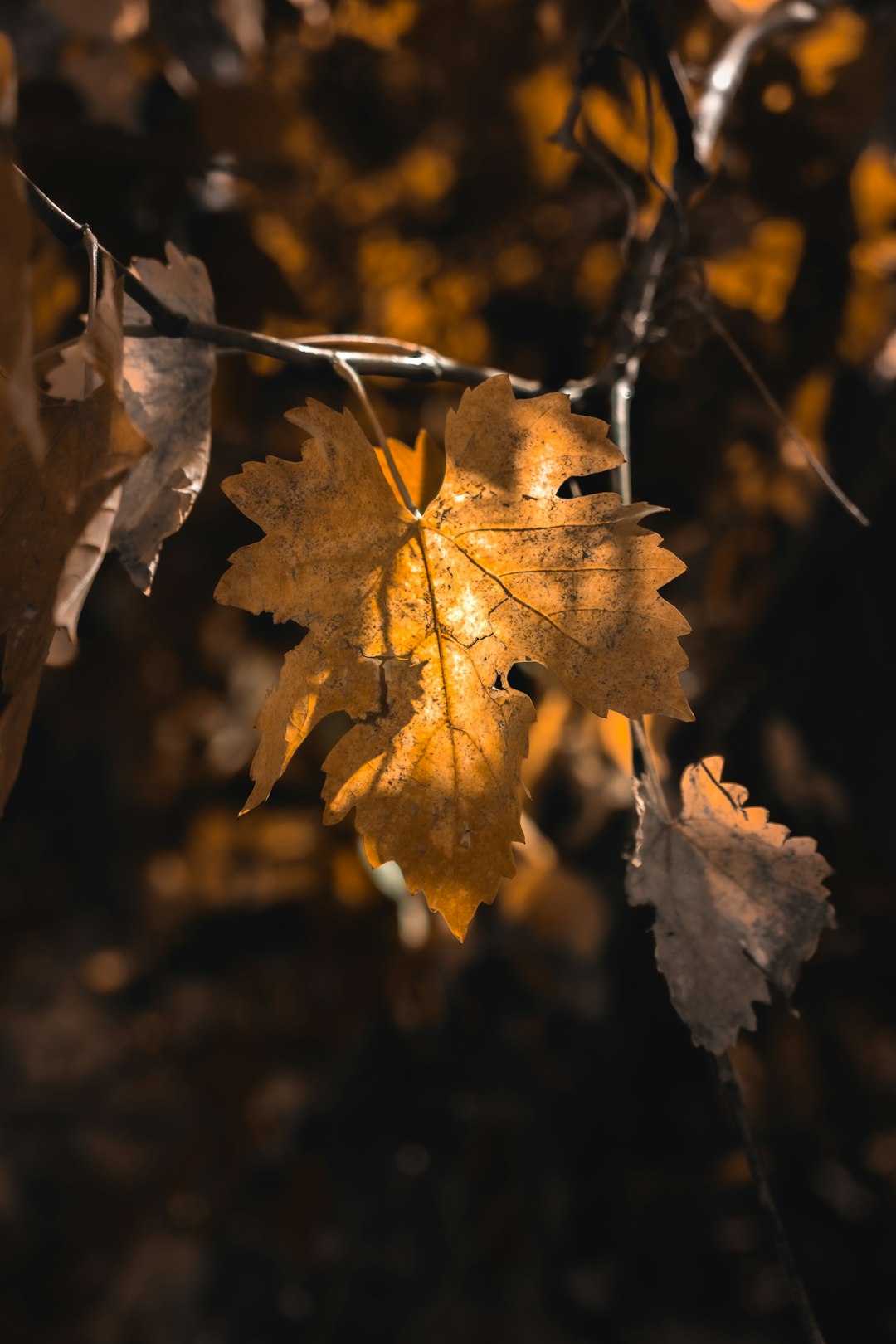 brown maple leaf in close up photography