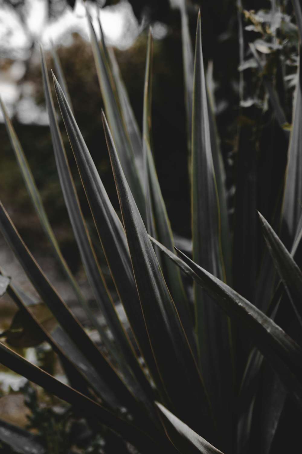 green grass in close up photography