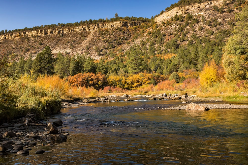 green and brown trees beside river during daytime