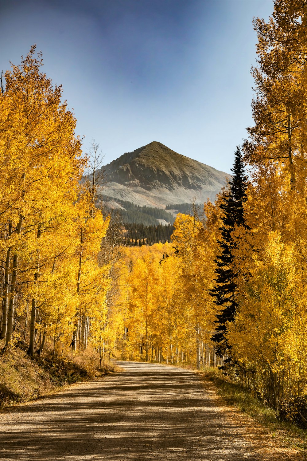 yellow and green trees near mountain under blue sky during daytime