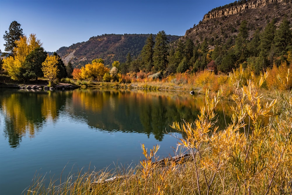 green trees beside lake under blue sky during daytime