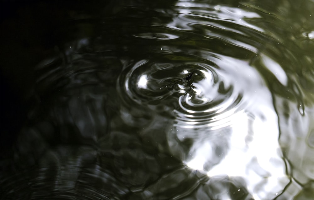 water drop on body of water