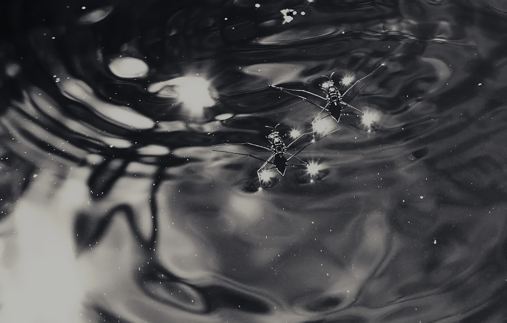 black and white glass surface