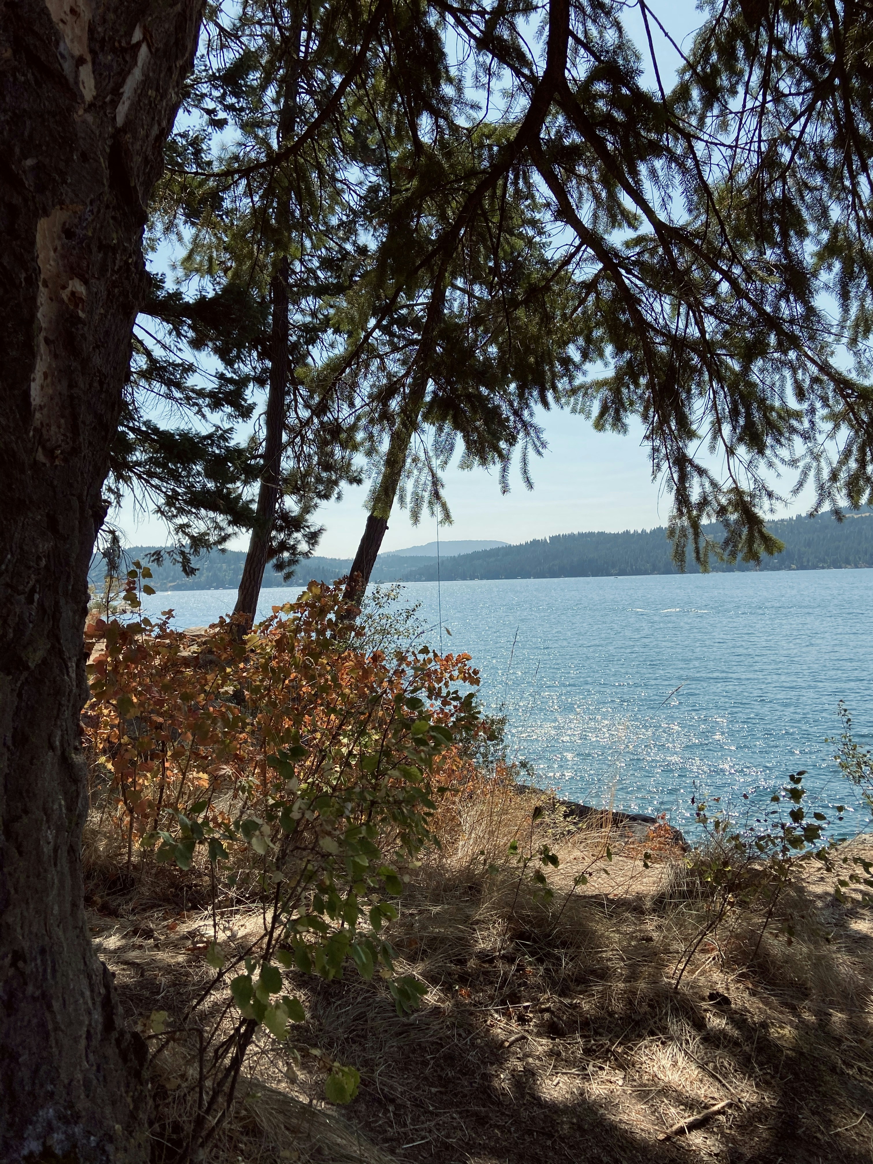 green and brown tree near body of water during daytime