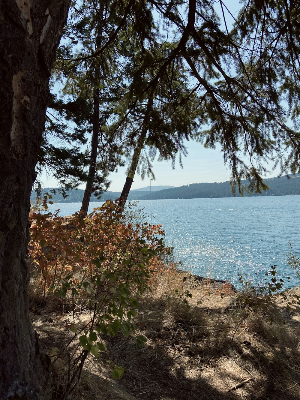 green and brown tree near body of water during daytime