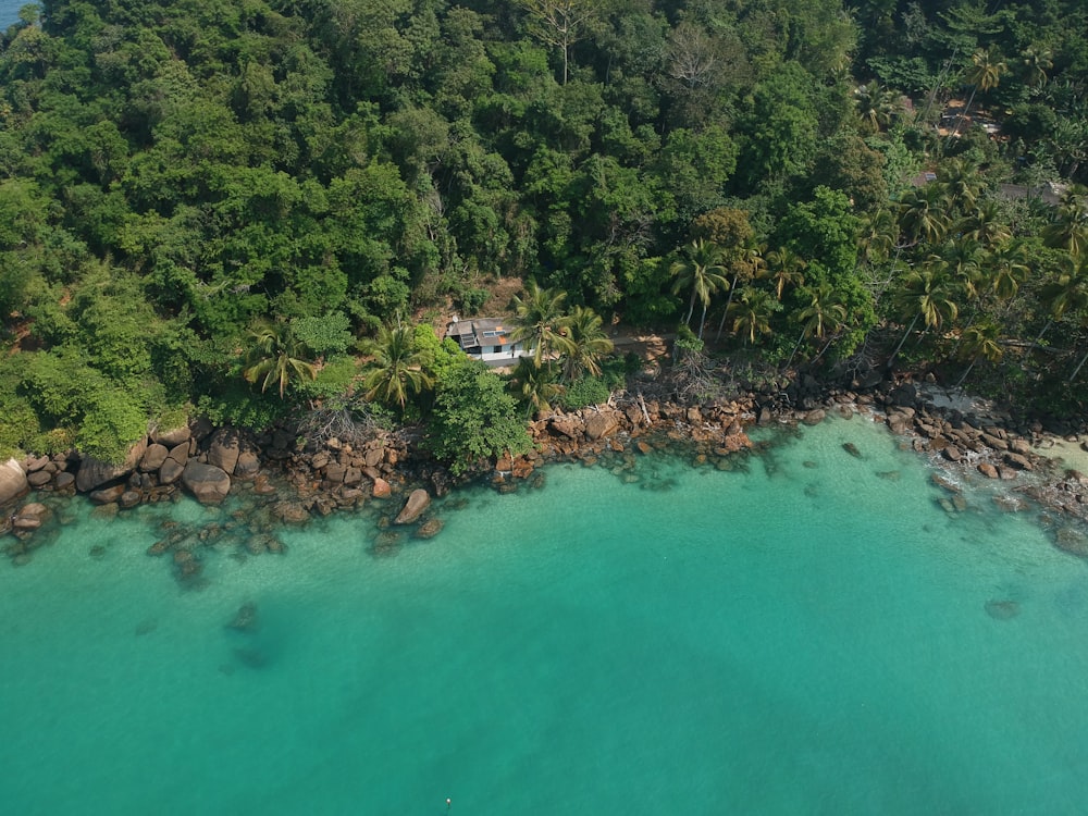 árvores verdes ao lado do corpo de água durante o dia