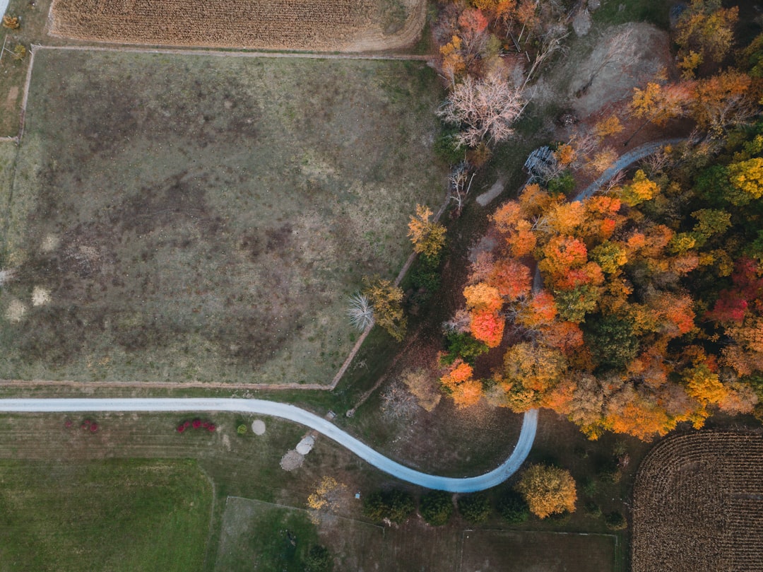 aerial view of road in between trees