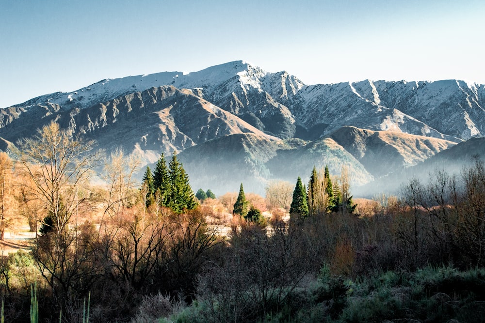 green trees near snow covered mountain during daytime