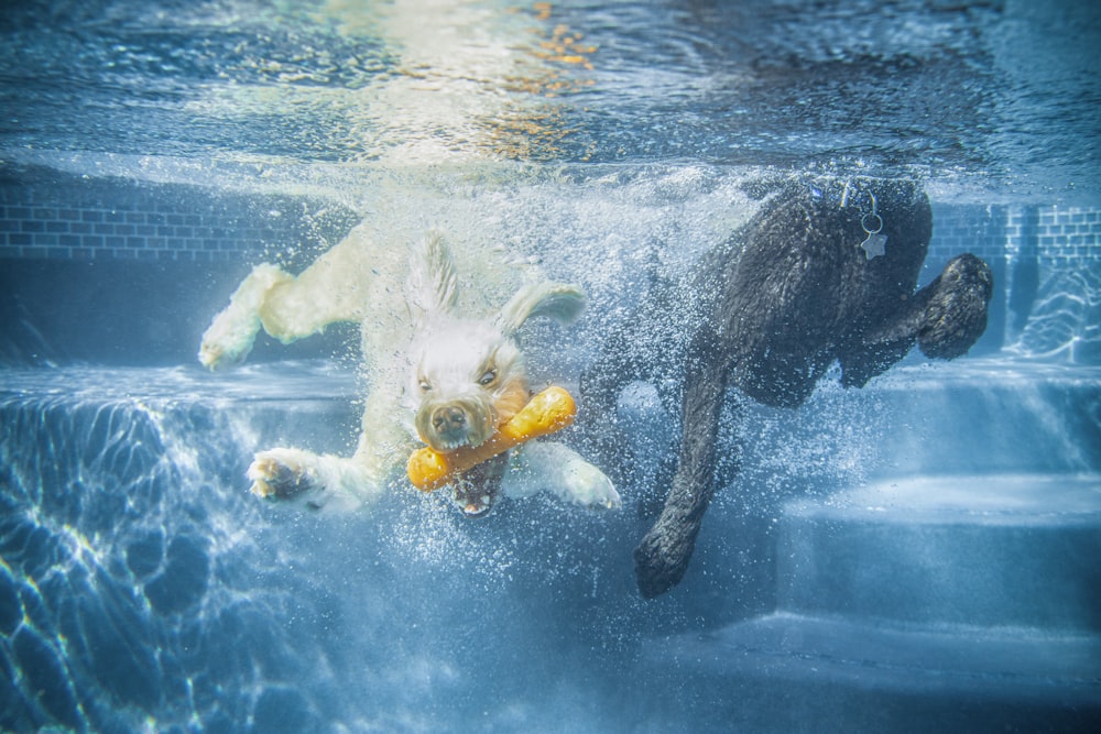 white horse in water during daytime