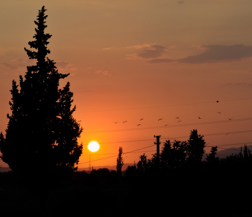 Silueta de árboles durante la puesta del sol