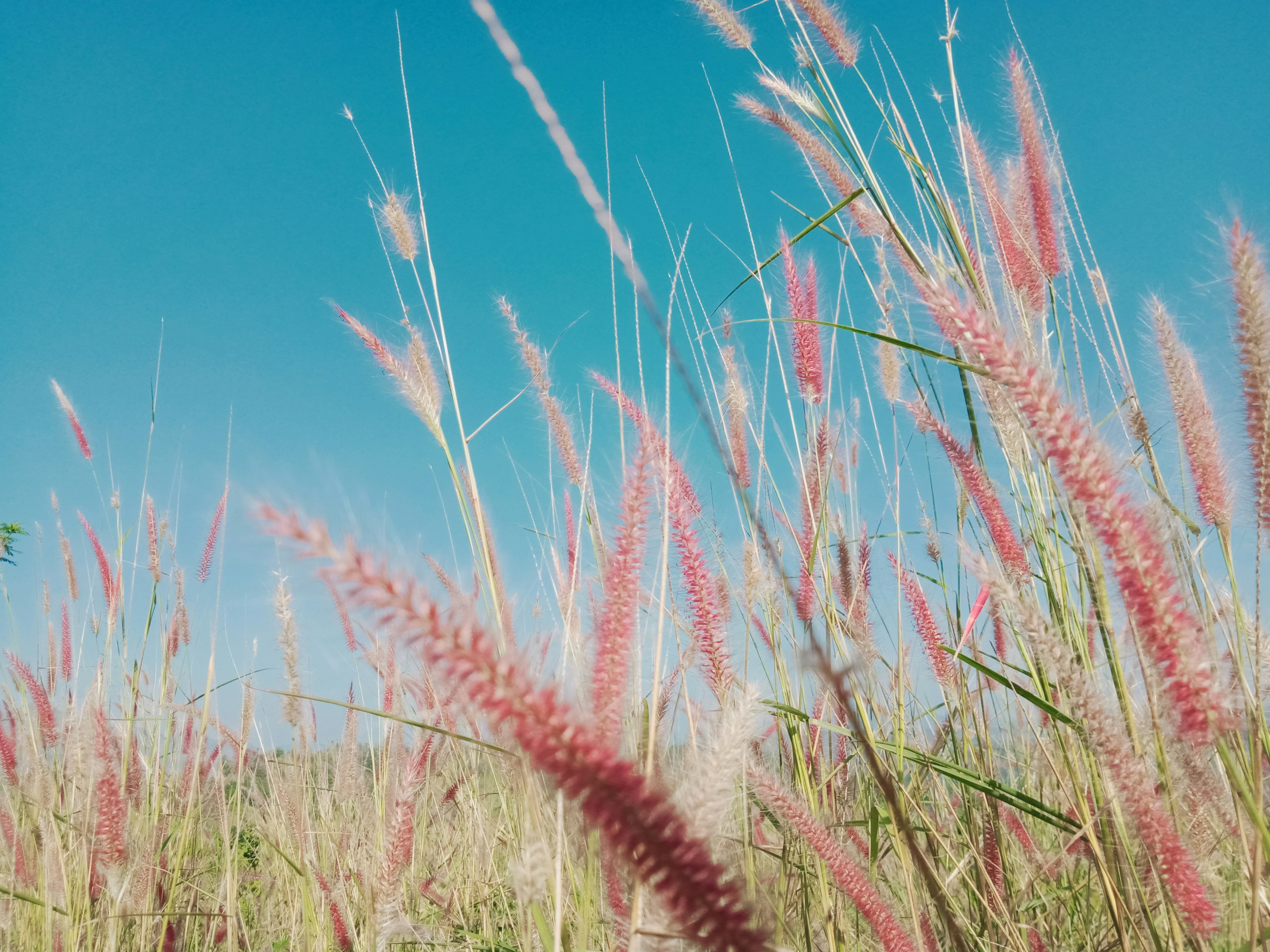 Red thatchs with blue sky