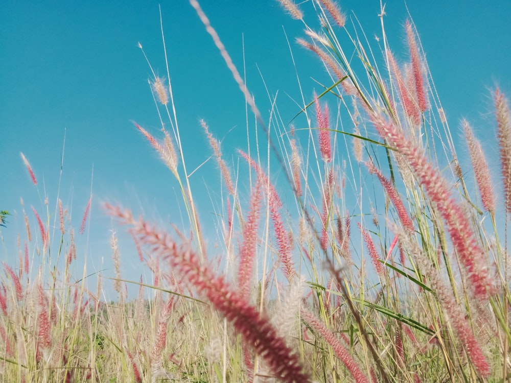 brown wheat field under blue sky during daytime