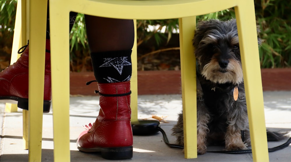 black and white long coated small dog on red and white chair