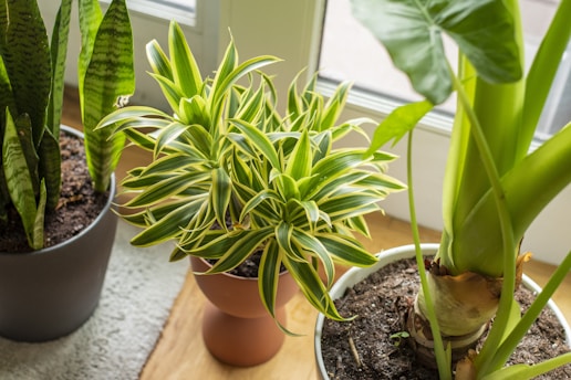 A collection of potted plants placed indoors near a window. The plants include a snake plant with tall, narrow leaves, a spider plant with variegated green and yellow leaves, and an elephant ear plant with large broad leaves. Each plant is in a separate pot filled with soil, sitting on a wooden floor with natural light from the window.