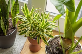 A collection of potted plants placed indoors near a window. The plants include a snake plant with tall, narrow leaves, a spider plant with variegated green and yellow leaves, and an elephant ear plant with large broad leaves. Each plant is in a separate pot filled with soil, sitting on a wooden floor with natural light from the window.