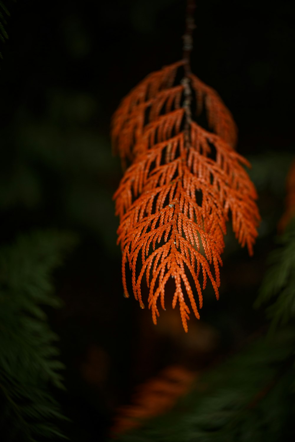 brown leaf in close up photography