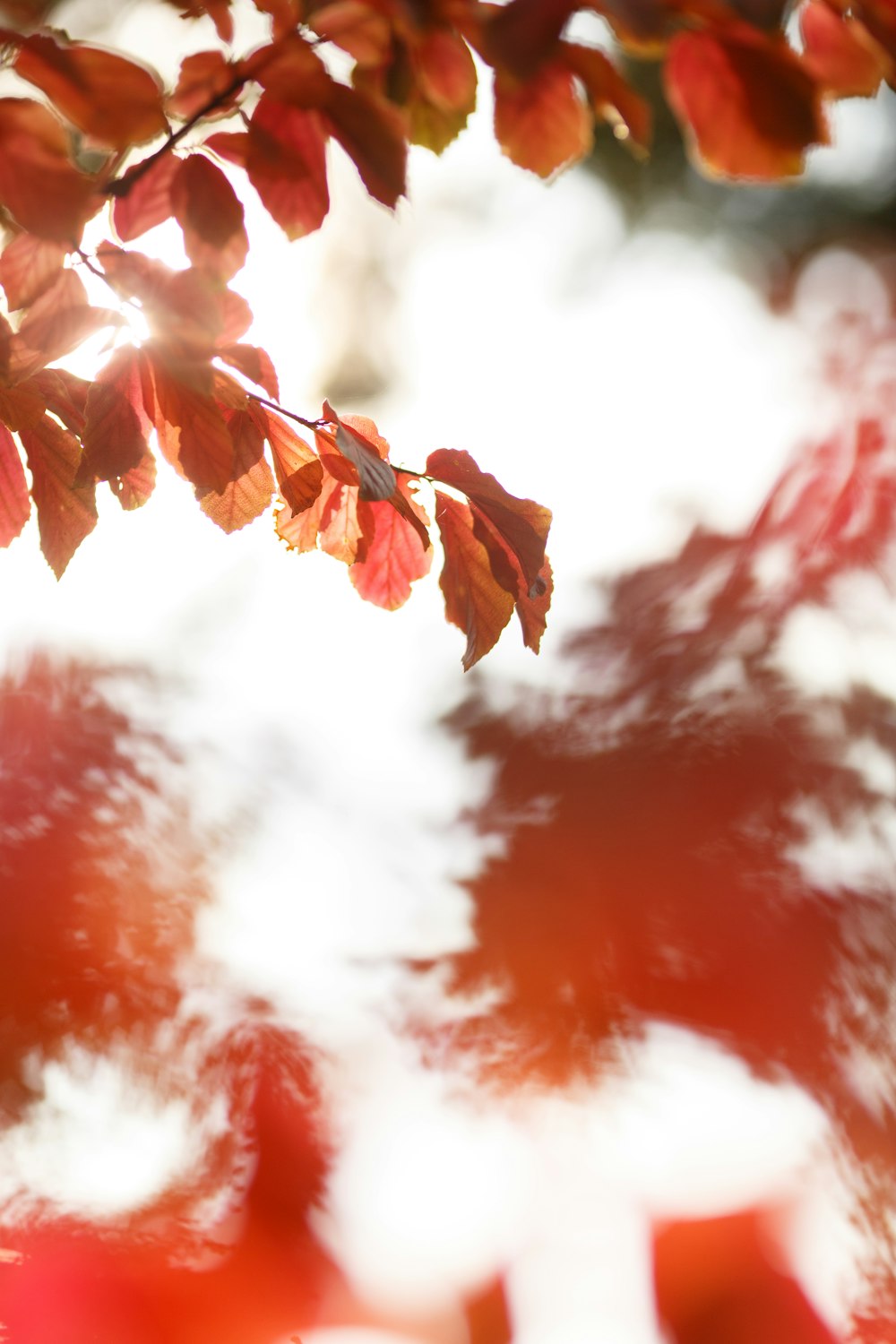 brown maple leaves under white clouds