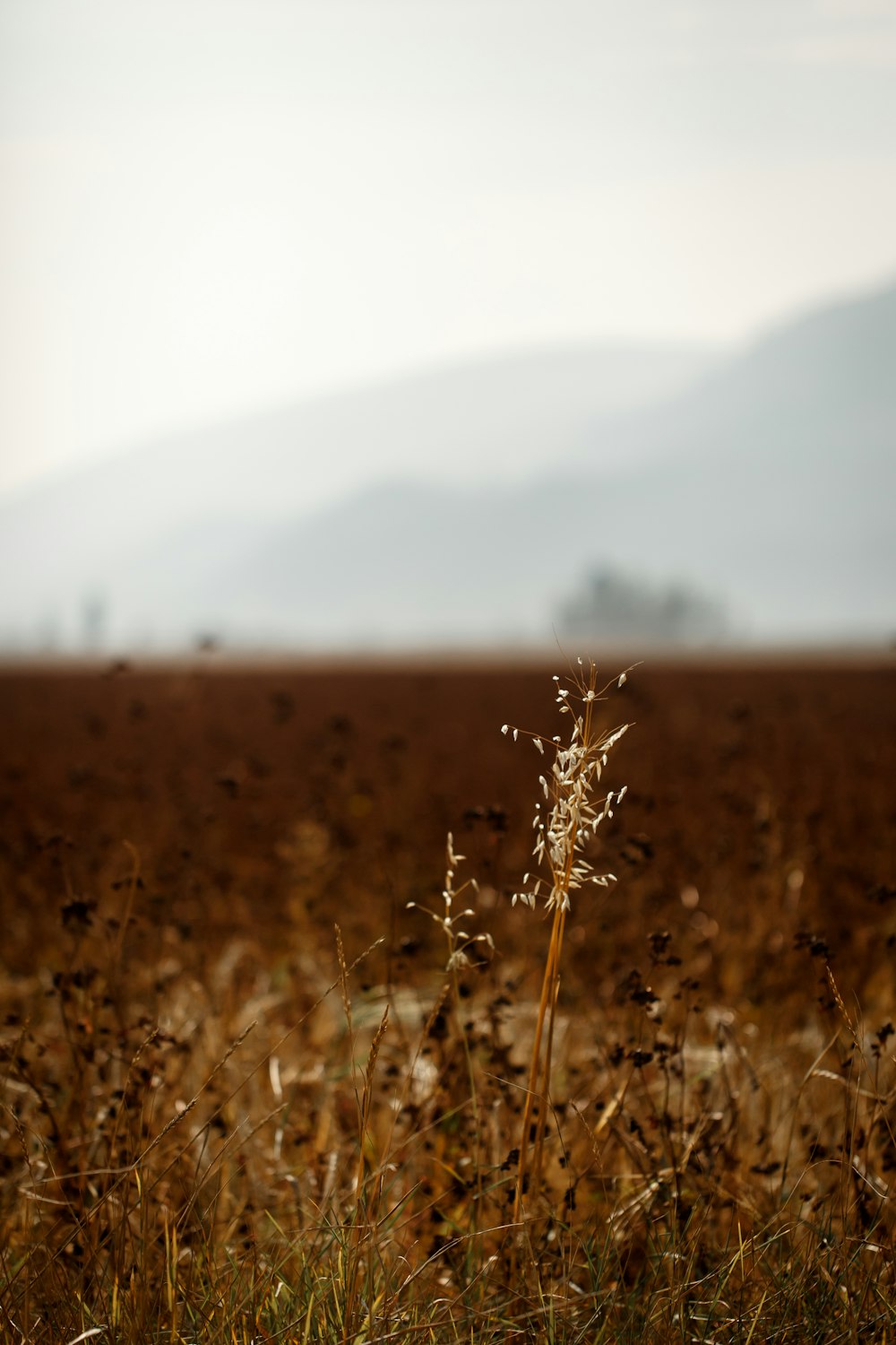 brown grass field during daytime