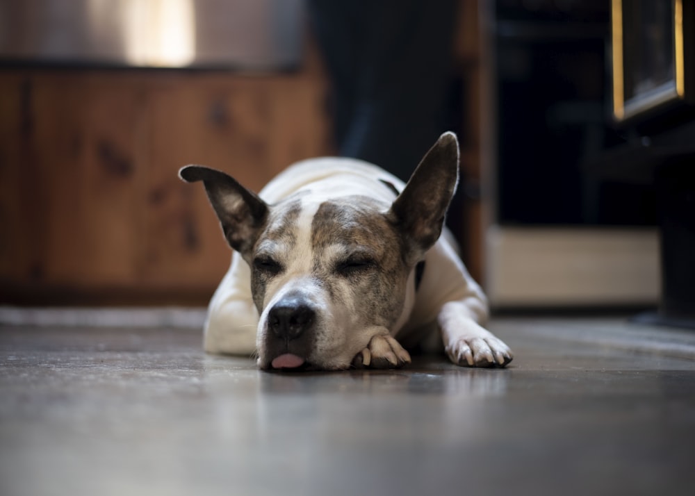 床に横たわっている白と茶色の短いコートの犬