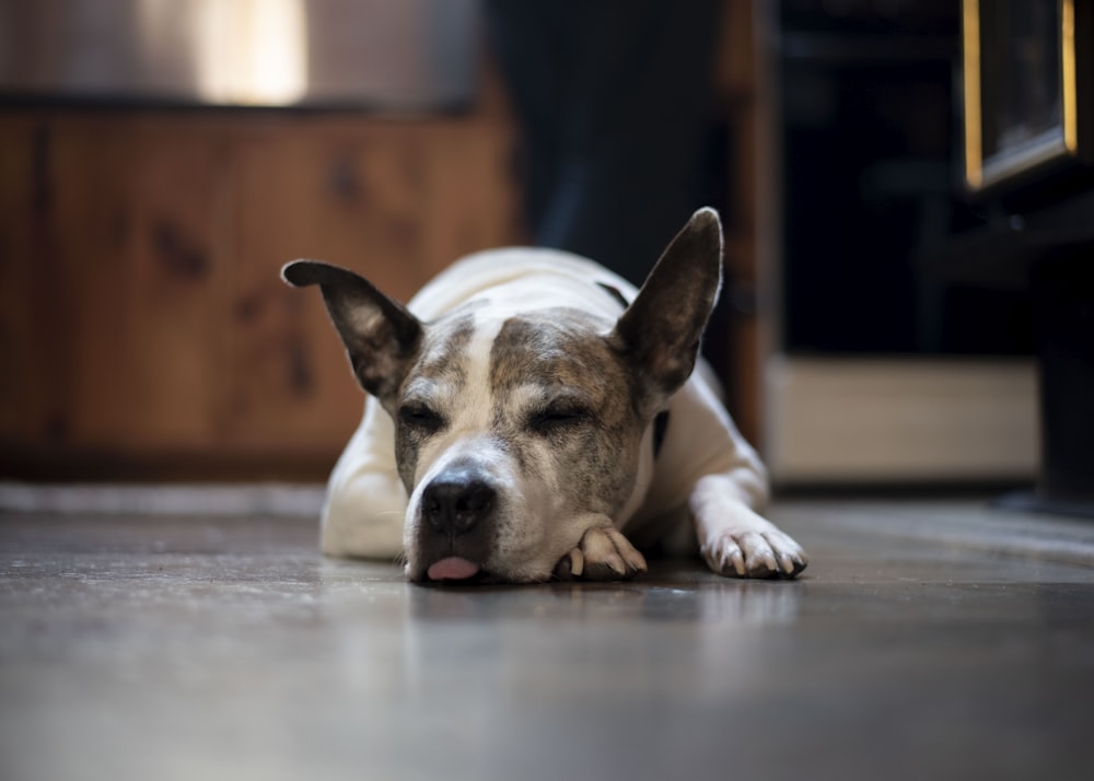 weißer und brauner kurzhaariger Hund liegt auf dem Boden