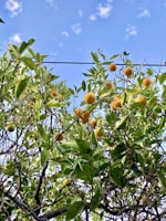Close-up of a lemon tree branch heavy with ripe lemons in the garden