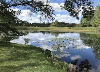 green grass field near lake under blue sky during daytime