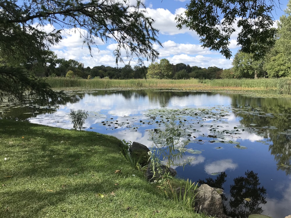 昼間の青空の下、湖畔の緑の芝生