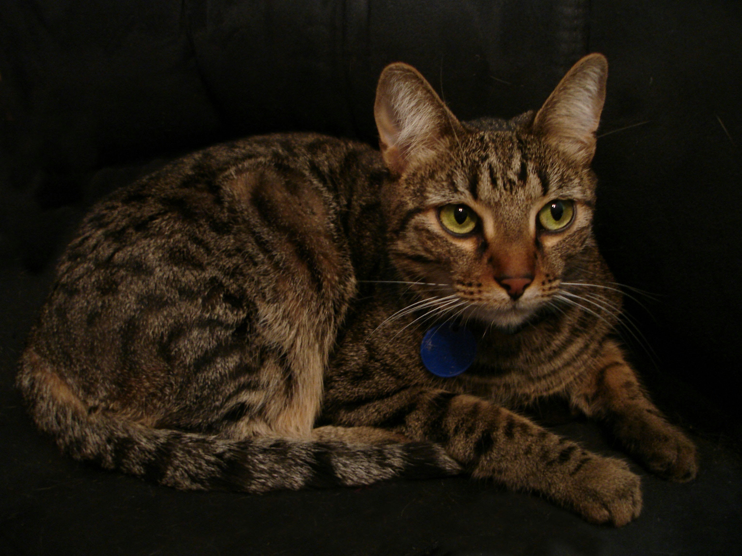 Domestic Shorthair Cat Insurance UK