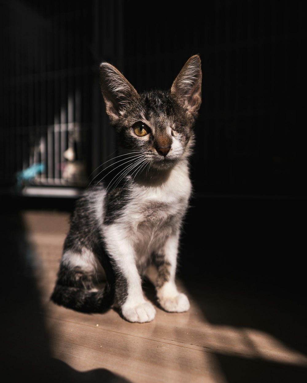 white and black cat on brown wooden table