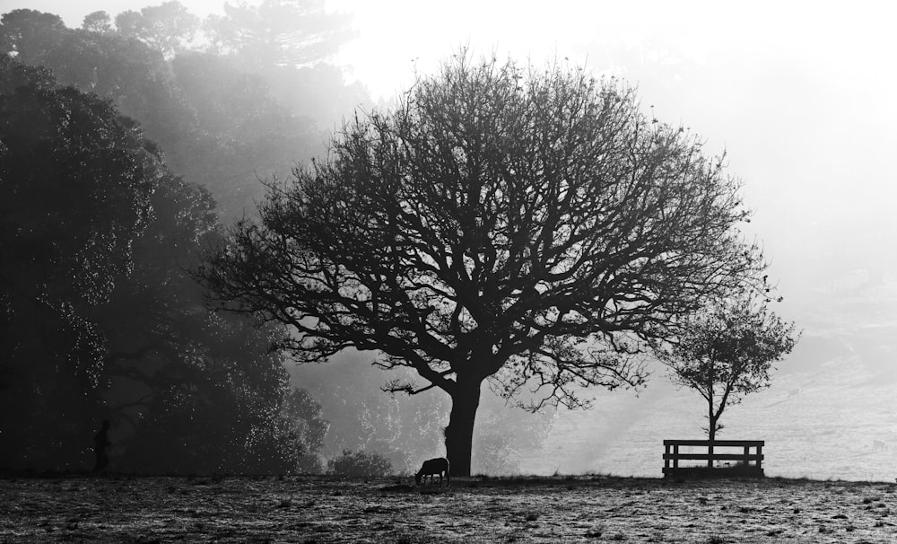 grayscale photo of person sitting on bench near tree