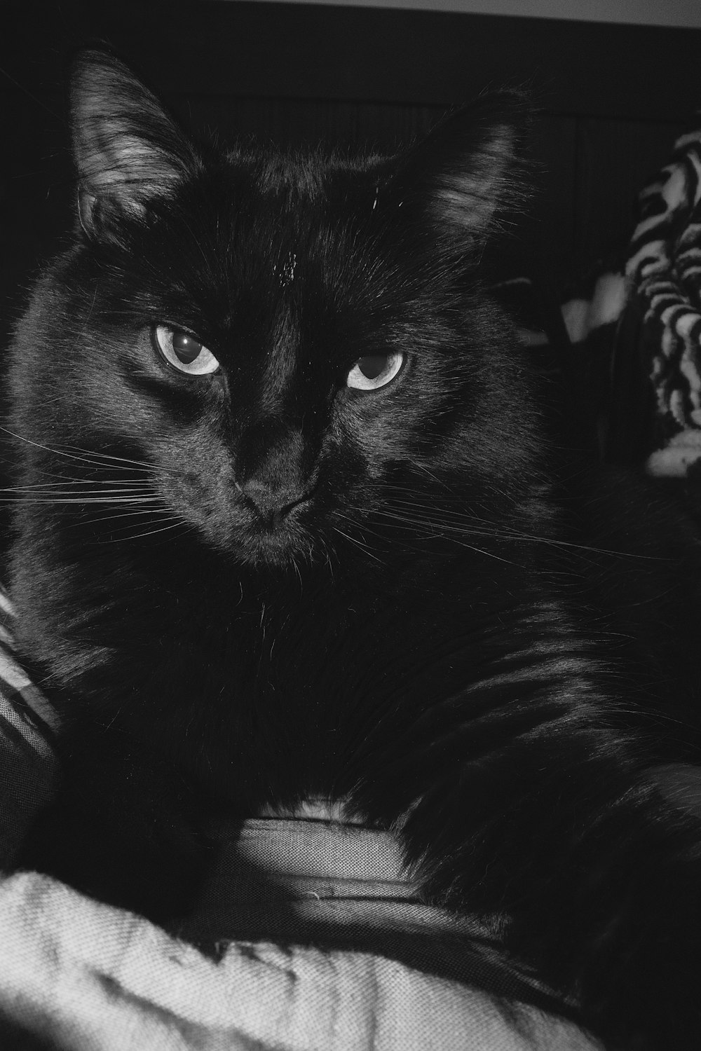 black cat on gray textile