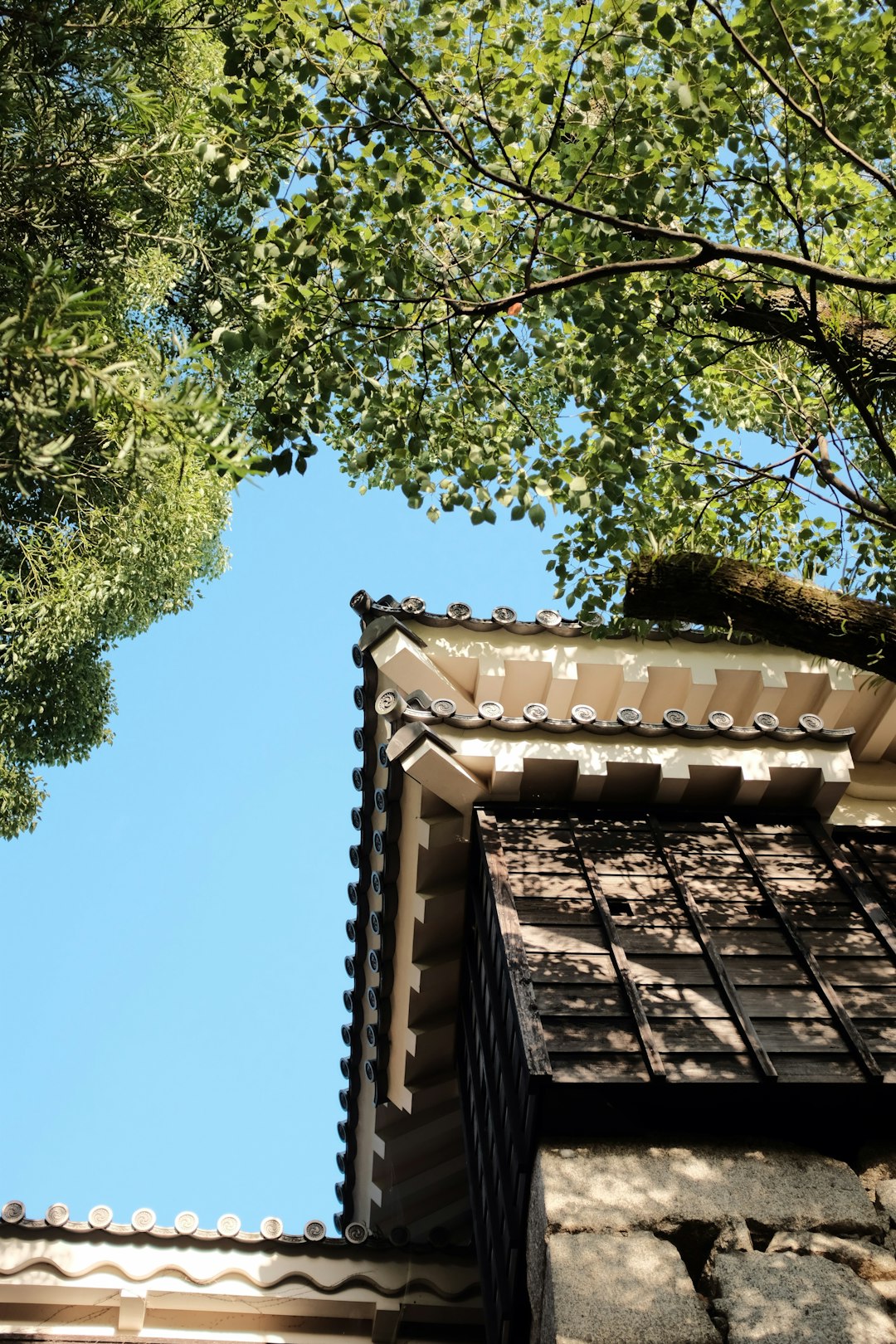 green tree under blue sky during daytime