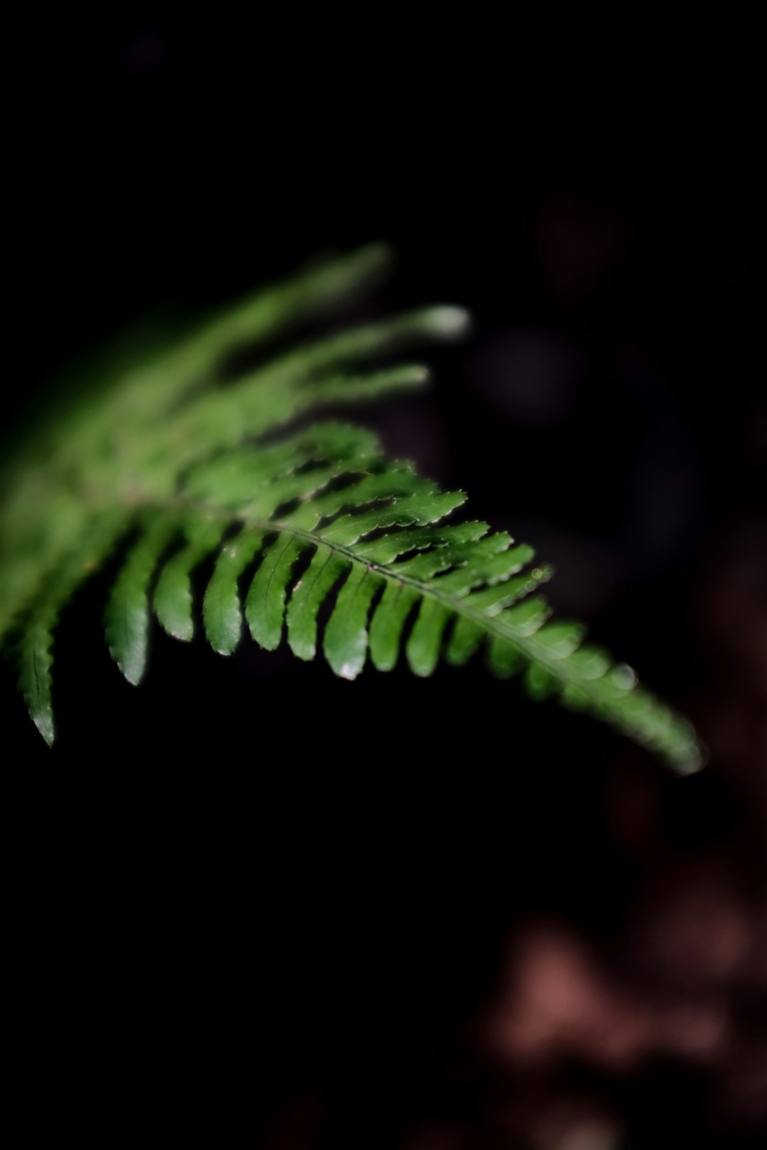 green leaf plant with water droplets