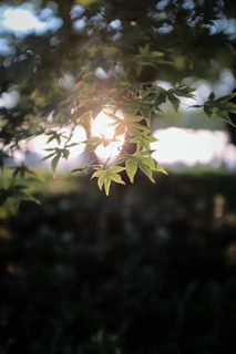 Warm sunlight filtering through textured leaves on a soft cream background