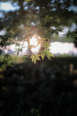Warm sunlight filtering through textured leaves on a soft cream background