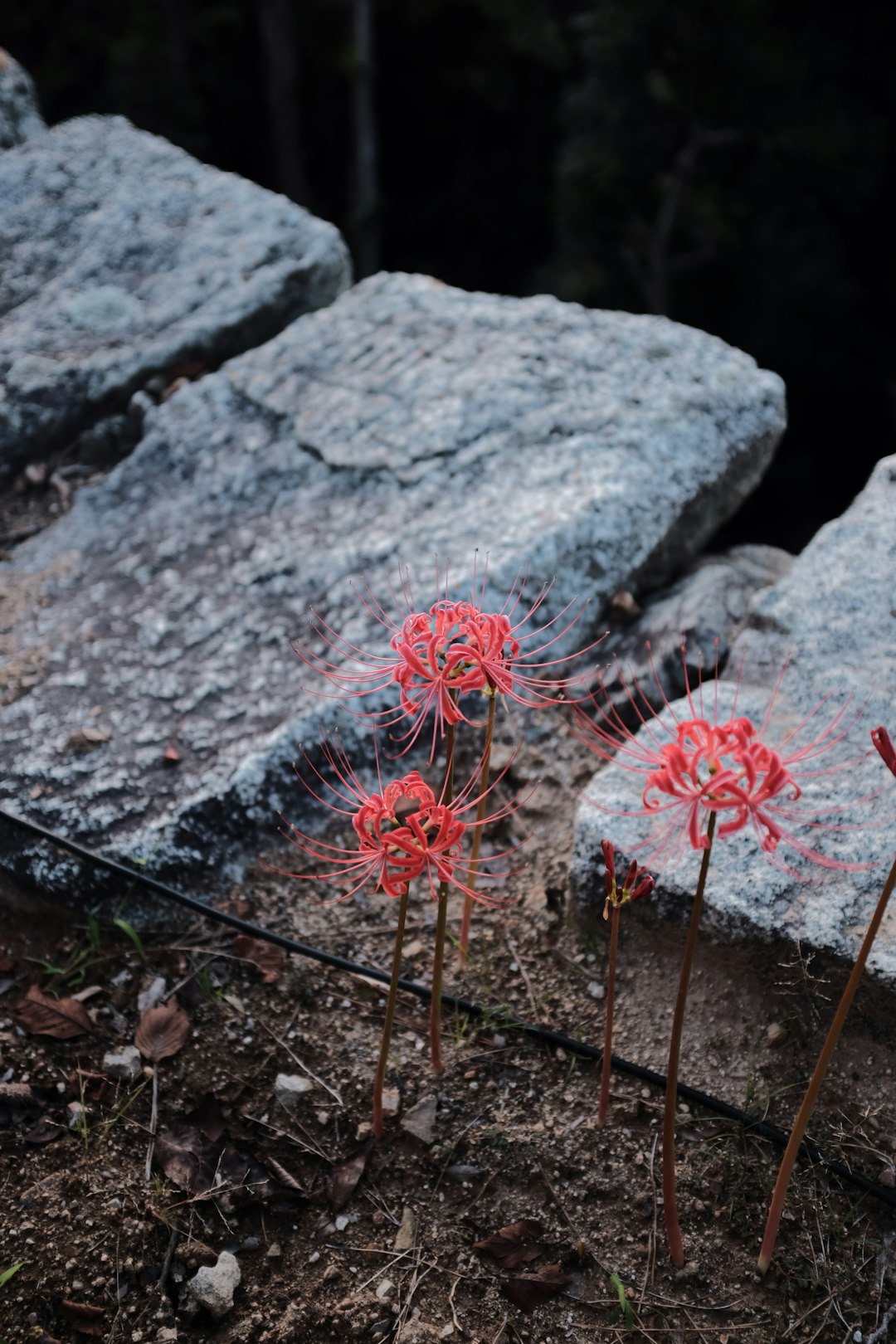 pink flower on gray rock