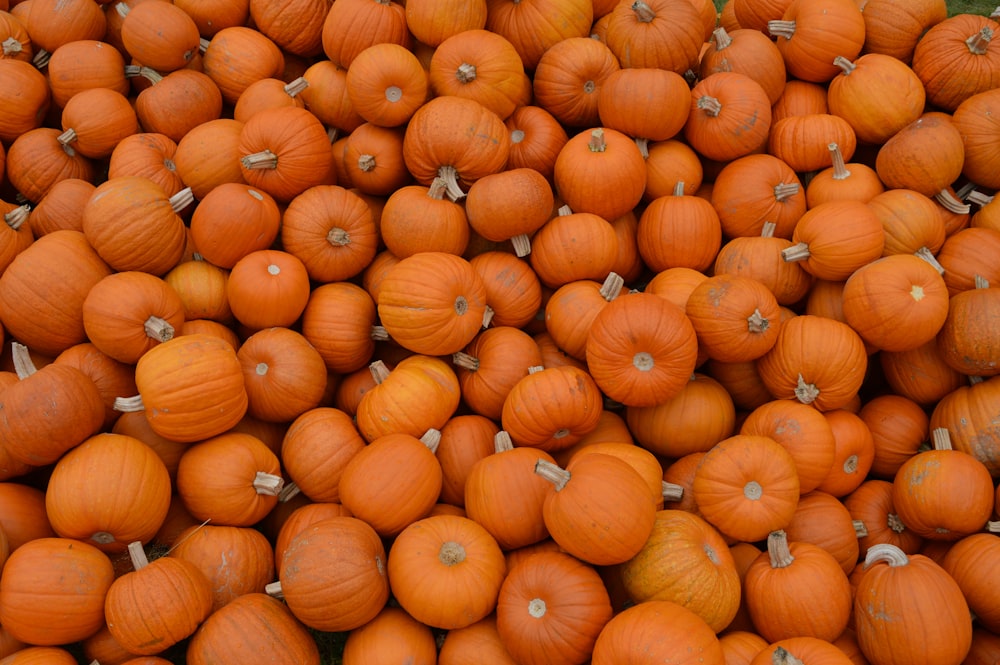 orange pumpkins on brown field during daytime