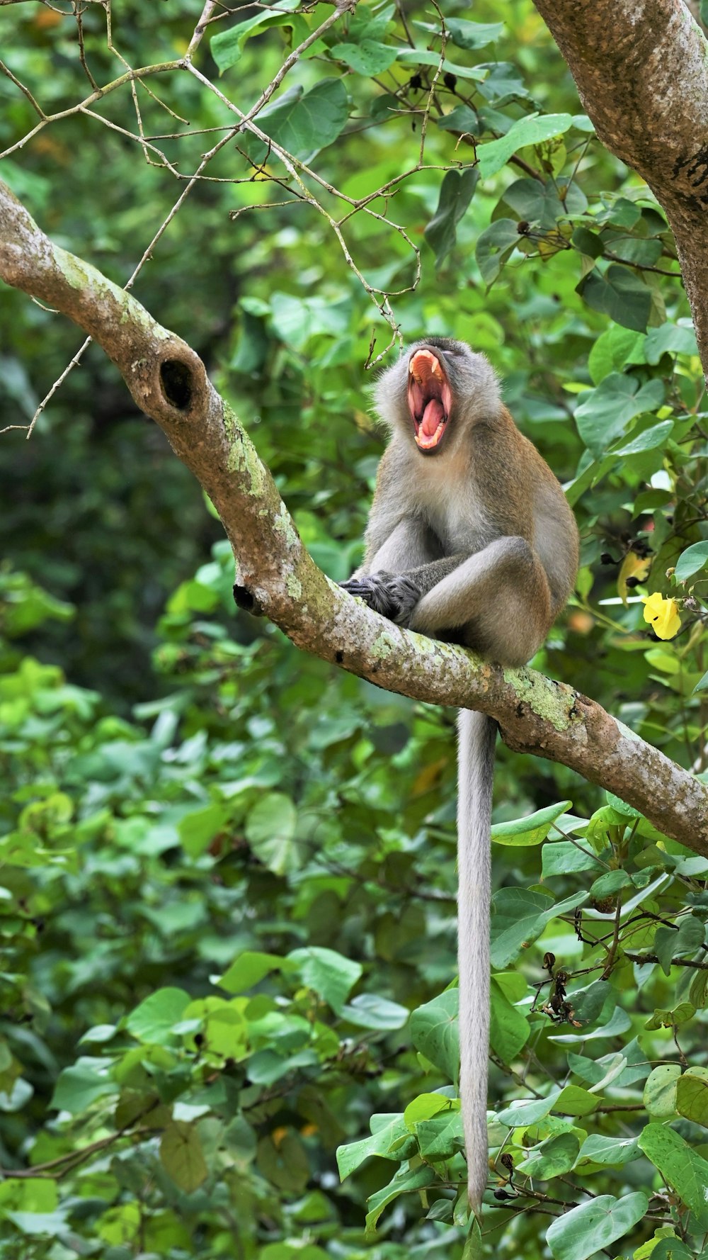 brown monkey on tree branch during daytime