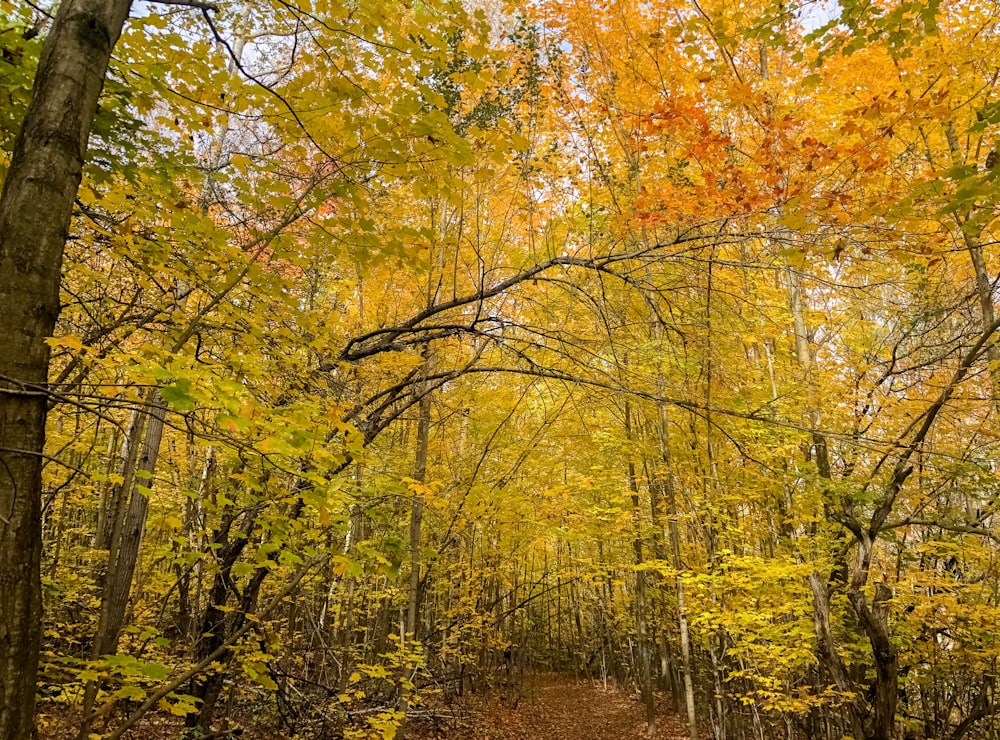 yellow and green trees during daytime