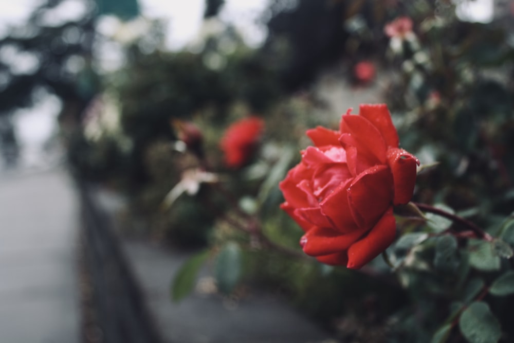 red rose in bloom during daytime