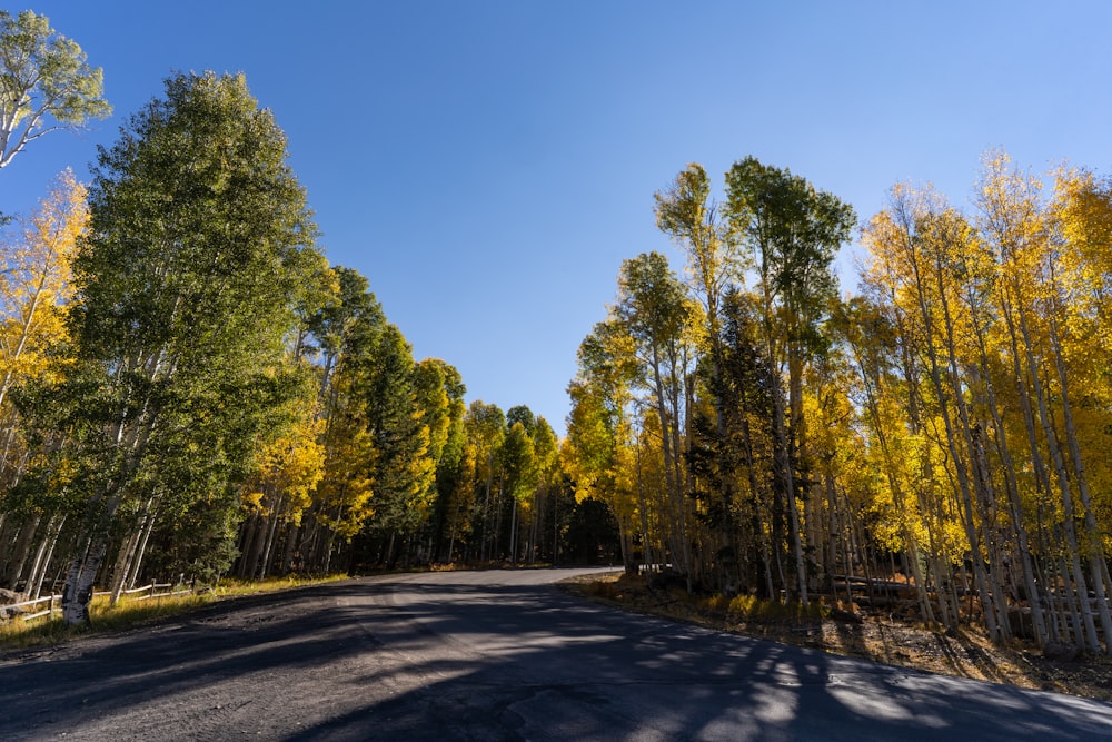 arbres verts le long de la route grise pendant la journée