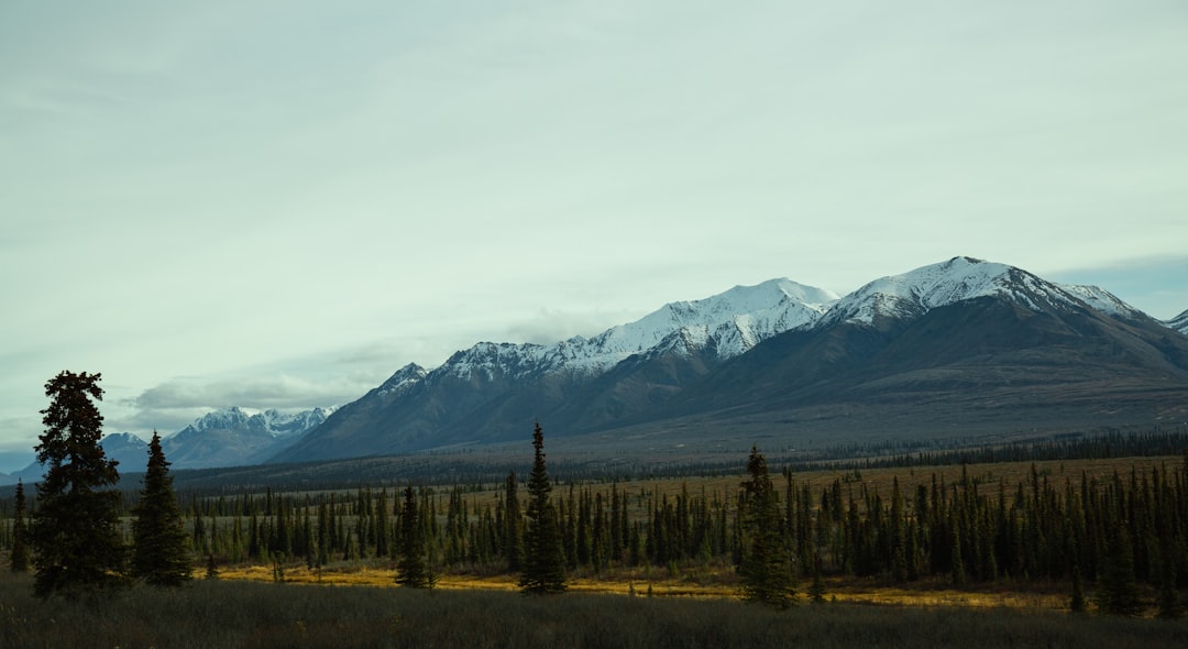 green trees near mountain during daytime