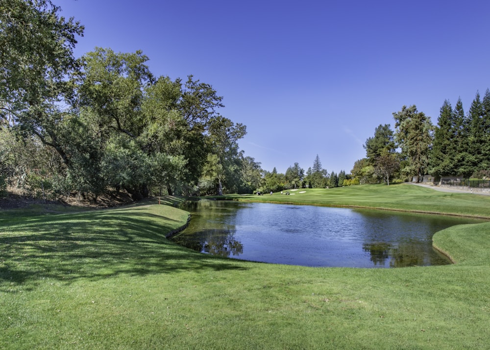 green trees beside lake under blue sky during daytime