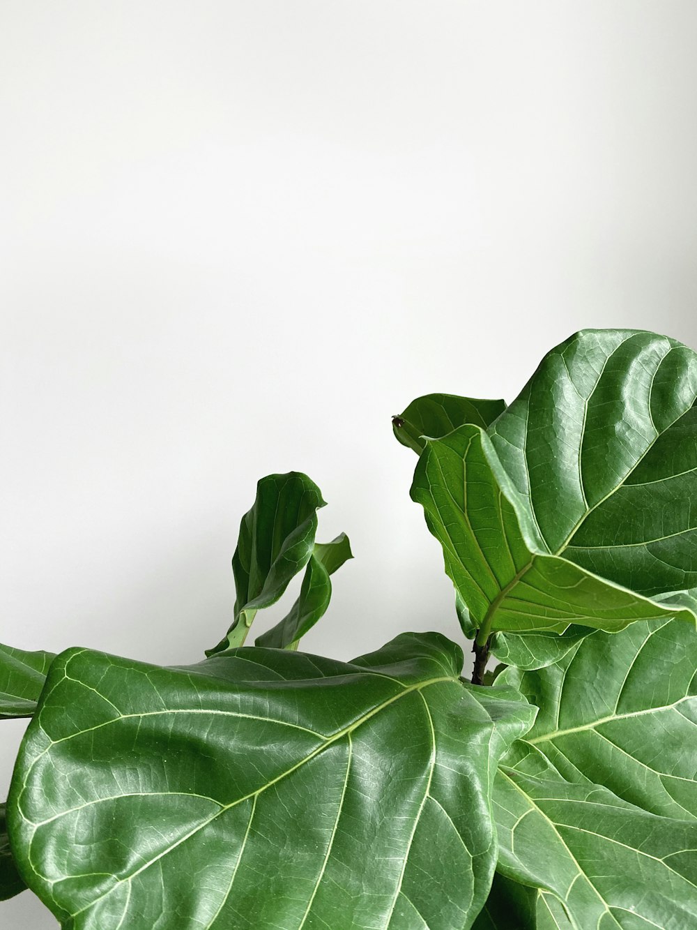 green leaves on white surface