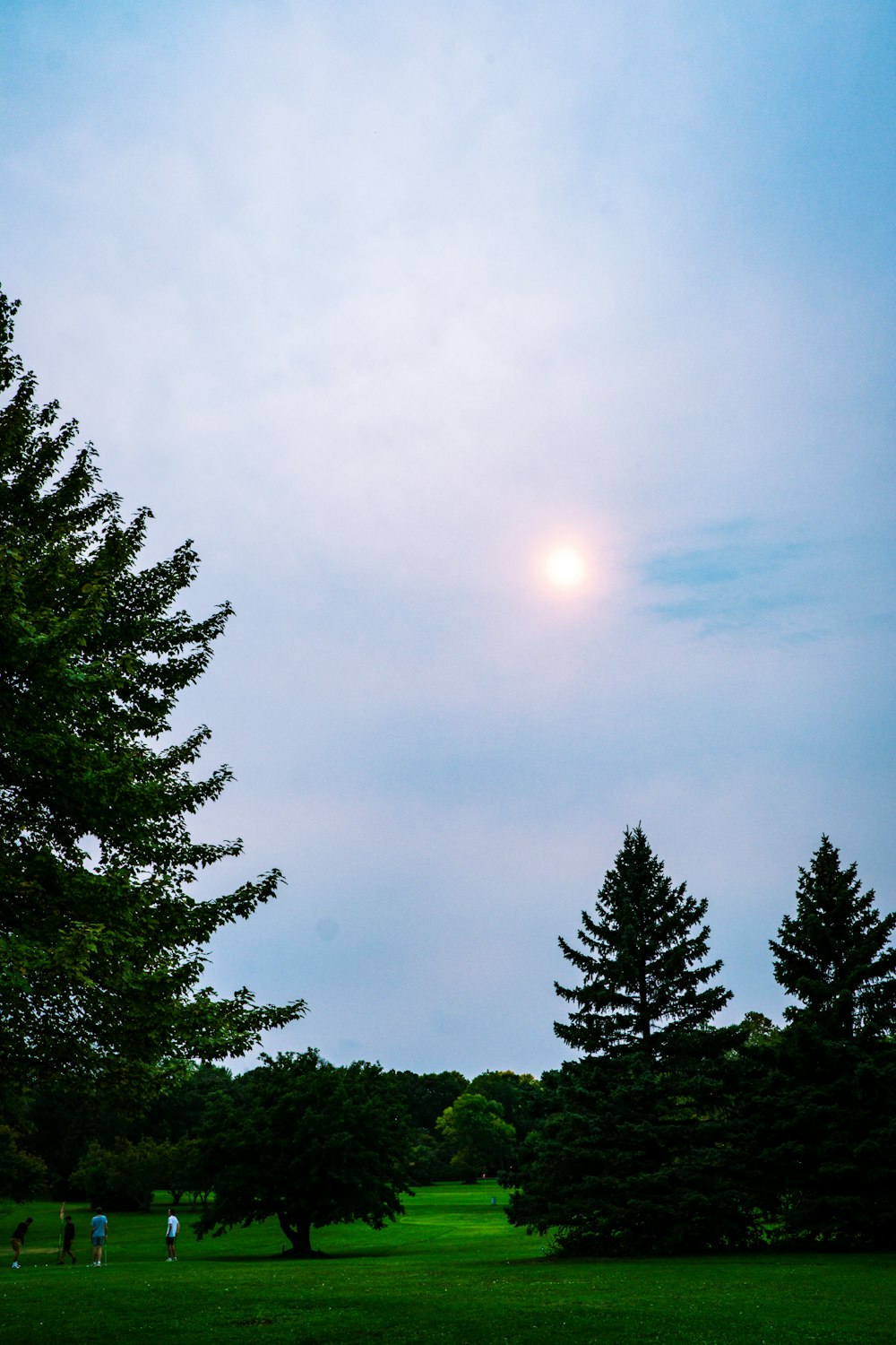 green pine trees under blue sky during daytime