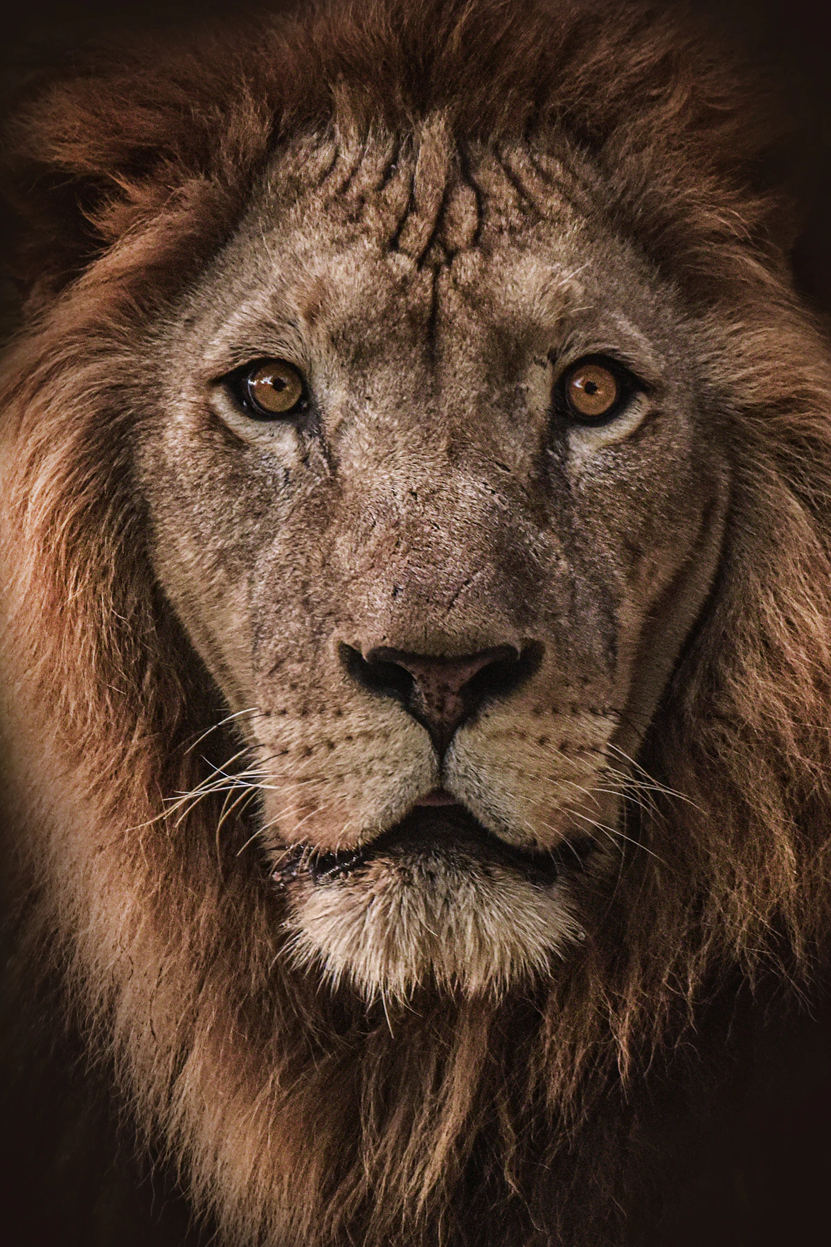Wildlife & Big Five