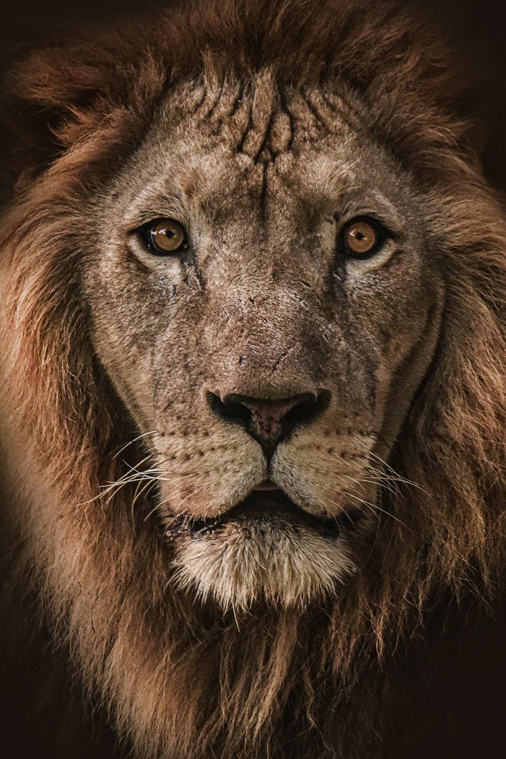 Lion brun en photographie en gros plan