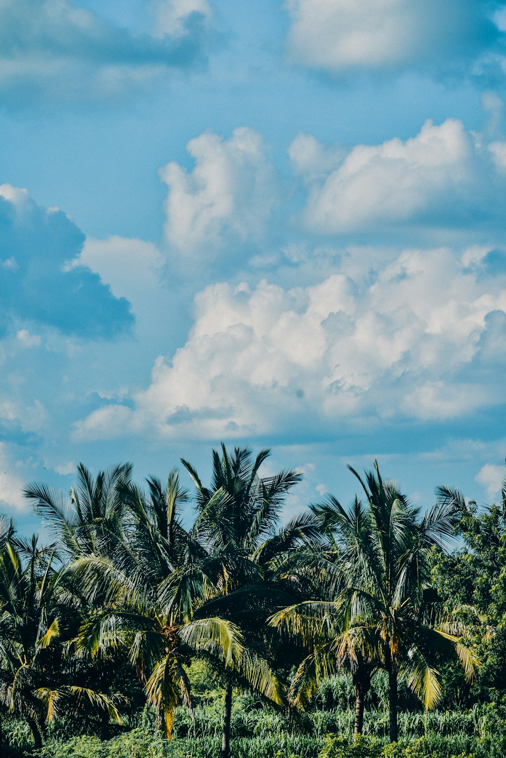 green palm tree under blue sky and white clouds during daytime